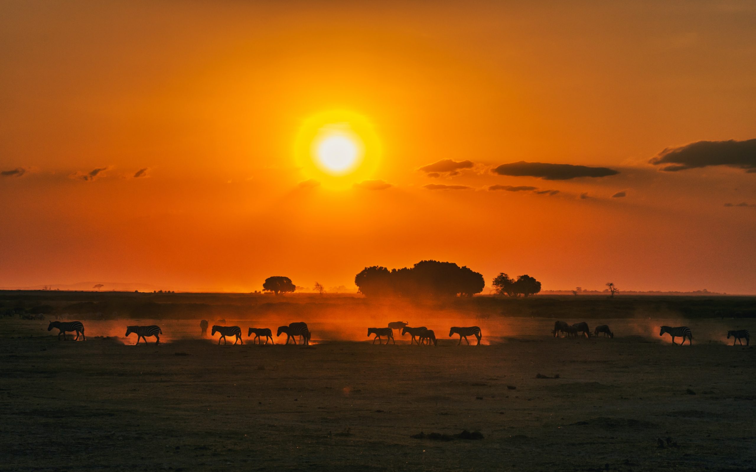 Safari Tsavo West, Amboseli & Tsavo East National Park