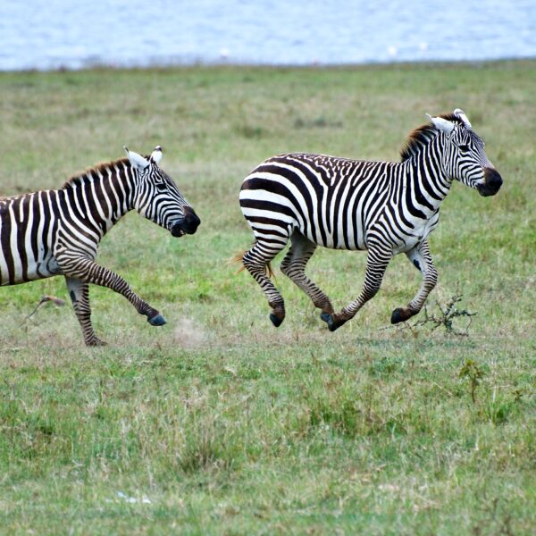 Bush & Beach Africa- Maasi Mara Zebras running